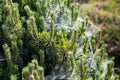 Coniferous spruce or pine tree branch covered with spider net in forest or park on sunny day. Tree with spiderweb. Plant disease Royalty Free Stock Photo