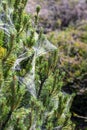 Coniferous spruce or pine tree branch covered with spider net in forest or park on sunny day. Tree with spiderweb. Plant disease Royalty Free Stock Photo