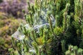 Coniferous spruce or pine tree branch covered with spider net in forest or park on sunny day. Tree with spiderweb. Plant Royalty Free Stock Photo