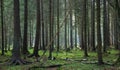 Coniferous stand of Bialowieza Forest