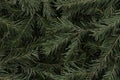 The coniferous texture with spruce green branches.