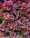 coniferous thuja tree in pink colors close up