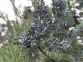 coniferous tree branch with blue cones. Christmas tree or pine tree with blue balls