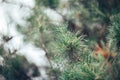 Coniferous tree branch with blurred background Royalty Free Stock Photo