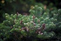 Coniferous tree branch closeup