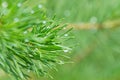 coniferous tree branch with long pine needles the drops of rain Royalty Free Stock Photo