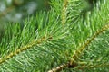 coniferous tree branch with long pine needles the drops of rain Royalty Free Stock Photo