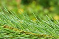 coniferous tree branch with long pine needles the drops of rain Royalty Free Stock Photo