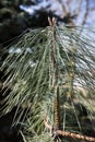 Coniferous tree branch with a missed needles