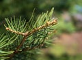Coniferous tree branch with water drops. Macro shot Royalty Free Stock Photo
