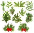 Coniferous tree branches. Christmas decoration red ribbon Royalty Free Stock Photo