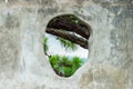 Coniferous tree branches through a hole in the stone wall