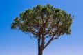 Coniferous tree close-up on a background of blue sky Royalty Free Stock Photo