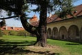 Coniferous tree on courtyard in TelÃÂ castle