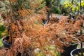 Coniferous tree with dried branches. American arborvitae tree, thuja problems and disease