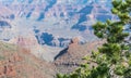 Coniferous tree on the edge of the Grand Canyon cliff, Arizona