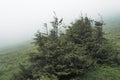 Coniferous tree in a fog in Bieszczady Mountains, Poland Royalty Free Stock Photo