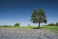 Coniferous tree in the meadow, ploughed field and blue sky