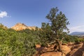 Coniferous tree in Garden of Gods state park, Colorado Royalty Free Stock Photo