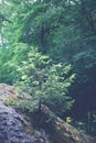 Coniferous tree on a rock