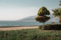 Coniferous tree on the seashore in Akbuk village in Turkey