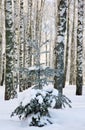 Coniferous tree with snow-covered branches against the background of birch trunks in the sunlight Royalty Free Stock Photo