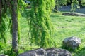 Coniferous tree of stiff weeping japanese larch in spring park. Royalty Free Stock Photo