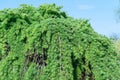 Coniferous tree of stiff weeping japanese larch in spring park. Royalty Free Stock Photo