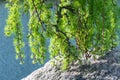 Coniferous tree of stiff weeping japanese larch in spring park. Royalty Free Stock Photo