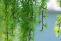 Coniferous tree of stiff weeping japanese larch in spring park. Royalty Free Stock Photo