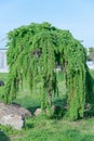 Coniferous tree of stiff weeping japanese larch in spring park. Royalty Free Stock Photo