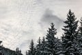 Coniferous tree tops covered with snow, small clouds sky space for text in background Royalty Free Stock Photo