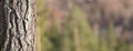 Coniferous tree trunk bark or rhytidome, closeup detail with blurred forest space for text in background