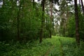 Coniferous trees along the road, environment, evergreen leaves outdoor Park Royalty Free Stock Photo