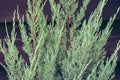 Coniferous trees, close up. Evergreen tree. Pine needles, macro. Spruce needles. Natural pattern. Christmas tree. Royalty Free Stock Photo