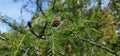 Coniferous trees with cones outdoors, close-up Royalty Free Stock Photo