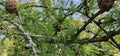 Coniferous trees with cones outdoors, close-up Royalty Free Stock Photo