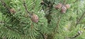 Coniferous trees with cones outdoors, close-up Royalty Free Stock Photo