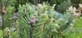 Coniferous trees with cones outdoors, close-up Royalty Free Stock Photo