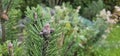 Coniferous trees with cones outdoors, close-up Royalty Free Stock Photo
