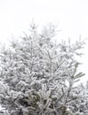 Coniferous trees covered with hoarfrost Royalty Free Stock Photo