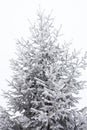 Coniferous trees covered with hoarfrost Royalty Free Stock Photo