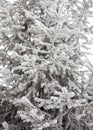 Coniferous trees covered with hoarfrost Royalty Free Stock Photo