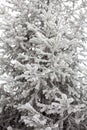 Coniferous trees covered with hoarfrost Royalty Free Stock Photo