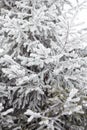 Coniferous trees covered with hoarfrost Royalty Free Stock Photo