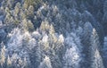 Coniferous trees covered with snow.