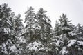 Coniferous trees covered with snow Royalty Free Stock Photo