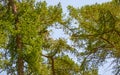 Coniferous trees crowns against the blue sky