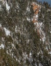 Coniferous trees, firs and pines, on the mountainside. Royalty Free Stock Photo