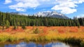 Coniferous trees in front of Canadian rocky mountains in autumn time Royalty Free Stock Photo